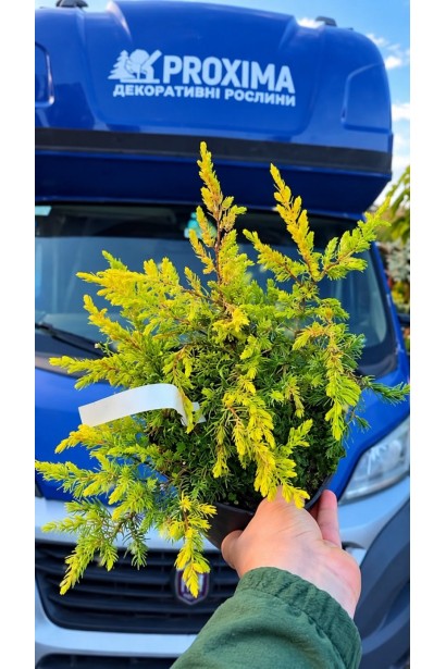 Ялівець Санфлаер (Juniperus conferta Sunflower) у садовому центрі Проксіма